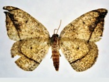 Milocera serratignathos